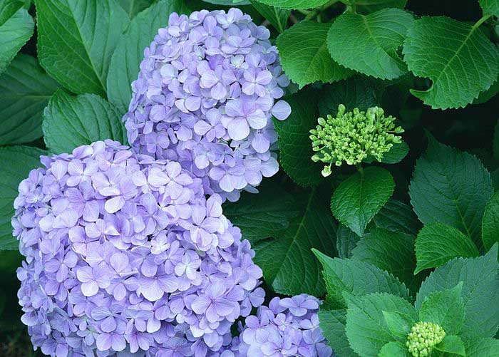 .. hydrangea ..(^∇^)/ 2