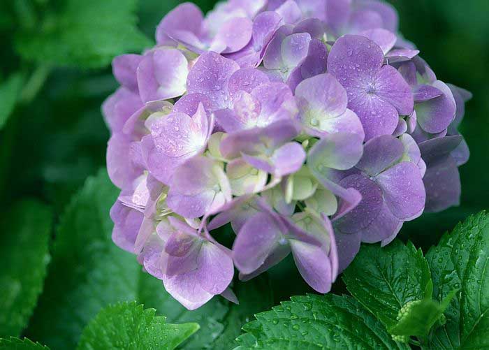 .. hydrangea ..(^∇^)/ 2