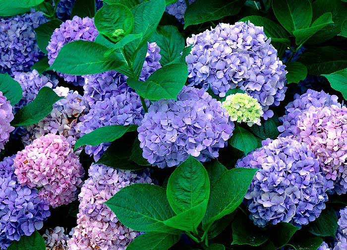 .. hydrangea ..(^∇^)/ 2