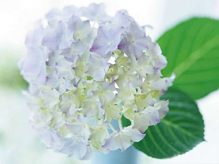 .. hydrangea ..(^∇^)/ 2