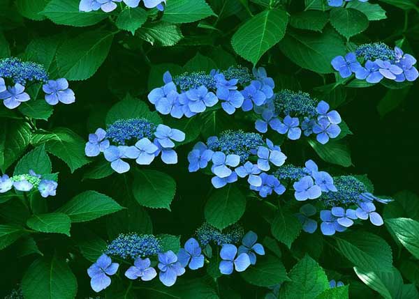 .. hydrangea ..(^∇^)/ 2