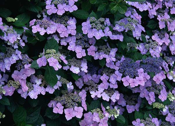 .. hydrangea ..(^∇^)/ 2