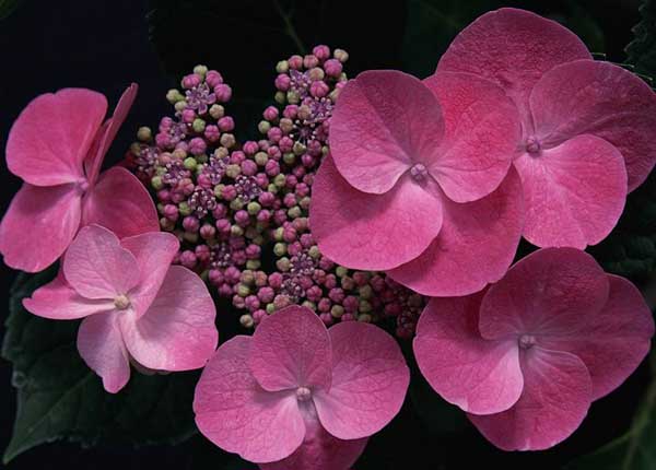 .. hydrangea ..(^∇^)/ 2