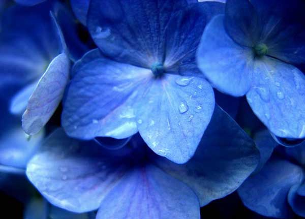 .. hydrangea ..(^∇^)/ 2