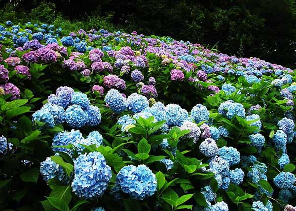 .. hydrangea ..(^∇^)/ 2