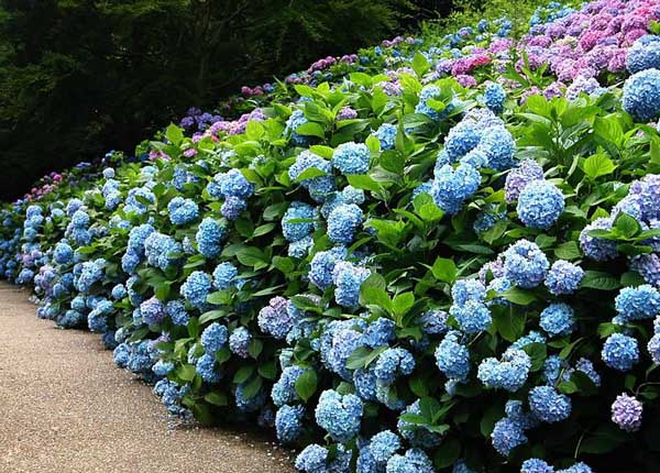 .. hydrangea ..(^∇^)/ 2