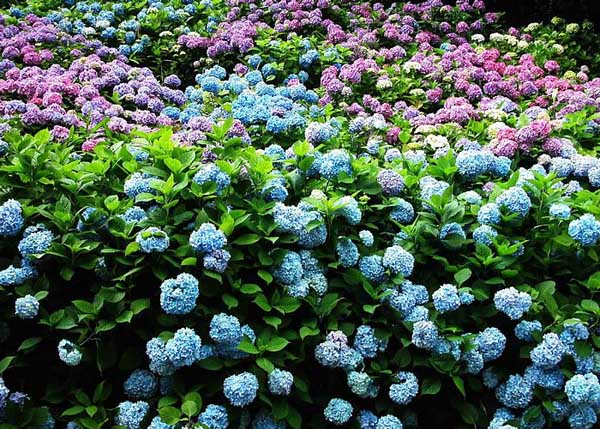 .. hydrangea ..(^∇^)/ 2