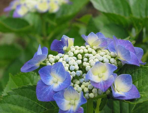 .. hydrangea ..(^∇^)/ 2