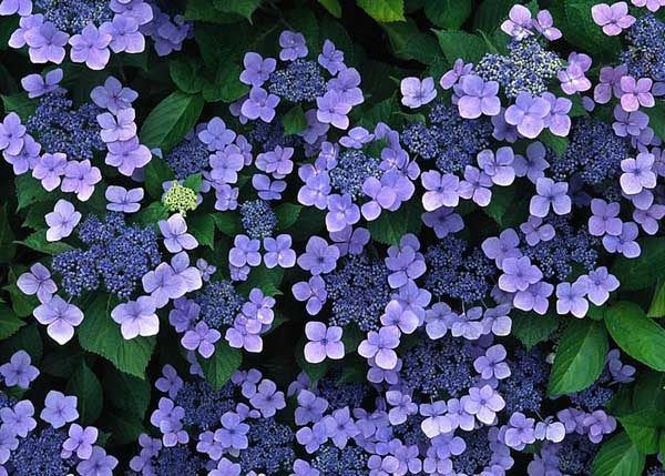 .. hydrangea ..(^∇^)/ 2