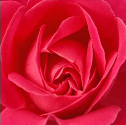 Roses:Symbol Of Indispensable Love .•°•.° ღღღ 2