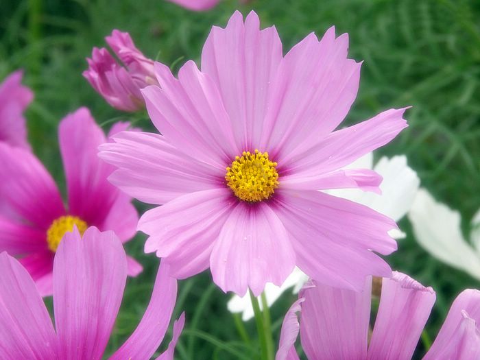 Cosmos Flower .•°•.° (o^.^o) 