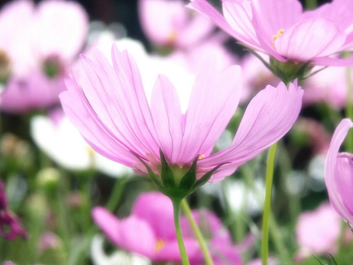 Cosmos Flower .•°•.° (o^.^o) 