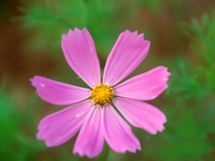 Cosmos Flower .•°•.° (o^.^o) 