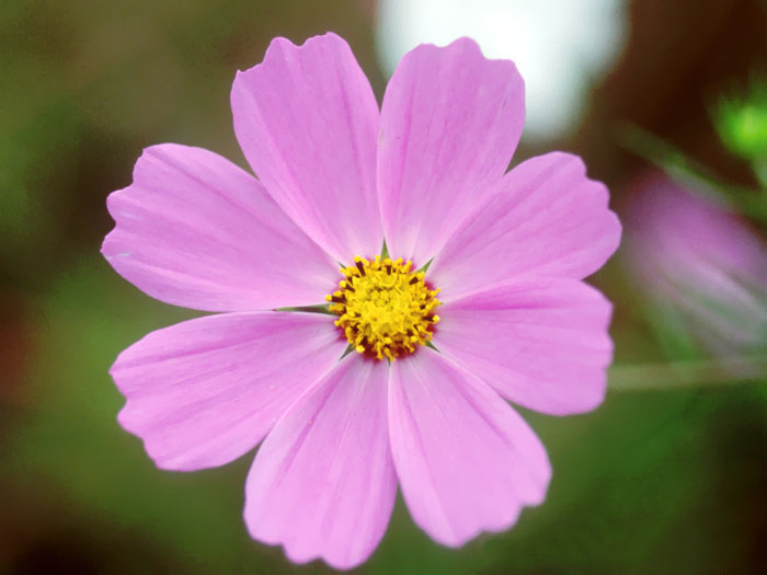 Cosmos Flower .•°•.° (o^.^o) 