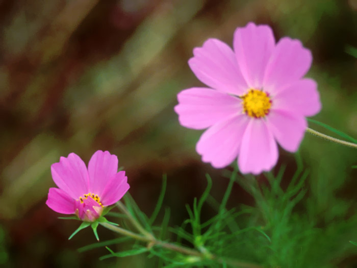 Cosmos Flower .•°•.° (o^.^o) 