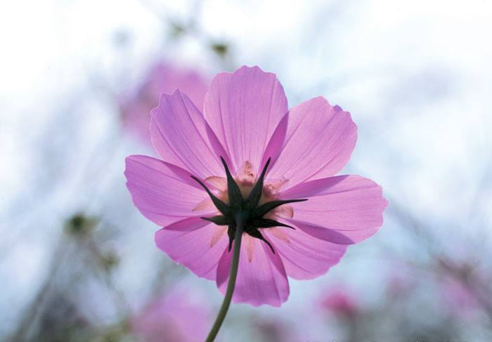 Cosmos Flower .•°•.° (o^.^o) 