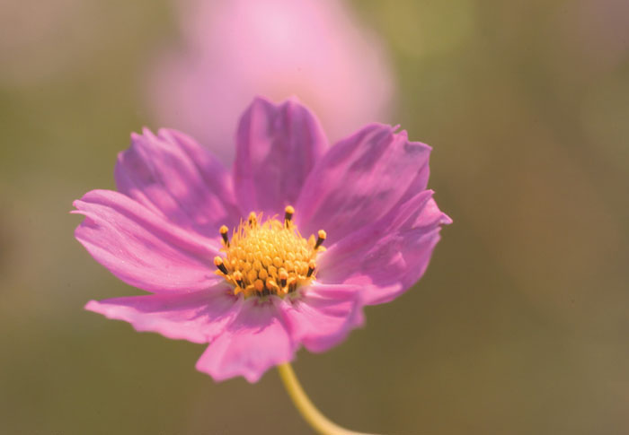 Cosmos Flower .•°•.° (o^.^o) 