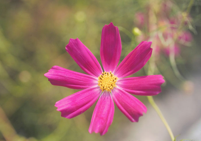 Cosmos Flower .•°•.° (o^.^o) 