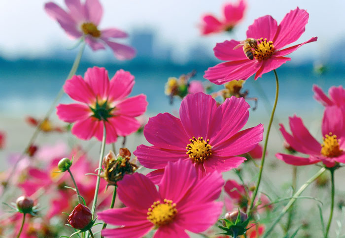 Cosmos Flower .•°•.° (o^.^o) 