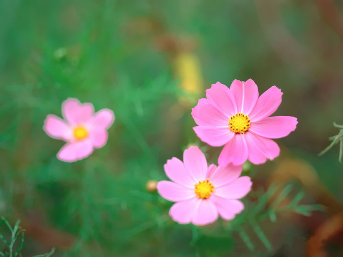 Cosmos Flower .•°•.° (o^.^o) 