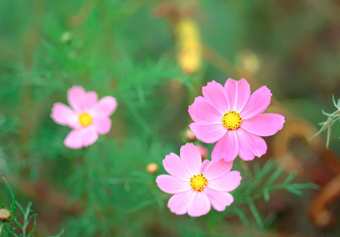 Cosmos Flower .•°•.° (o^.^o) 