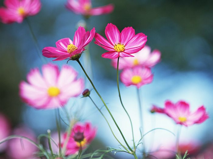 Cosmos Flower .•°•.° (o^.^o) 