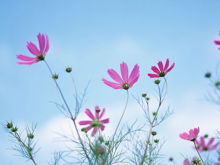 Cosmos Flower .•°•.° (o^.^o) 