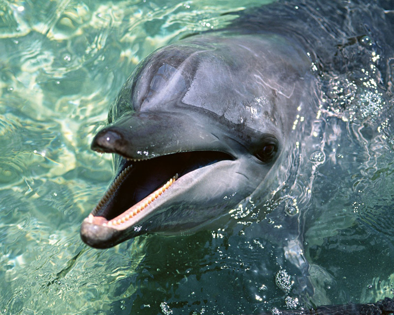 Funny Dolphin•°•.° ღ. 2