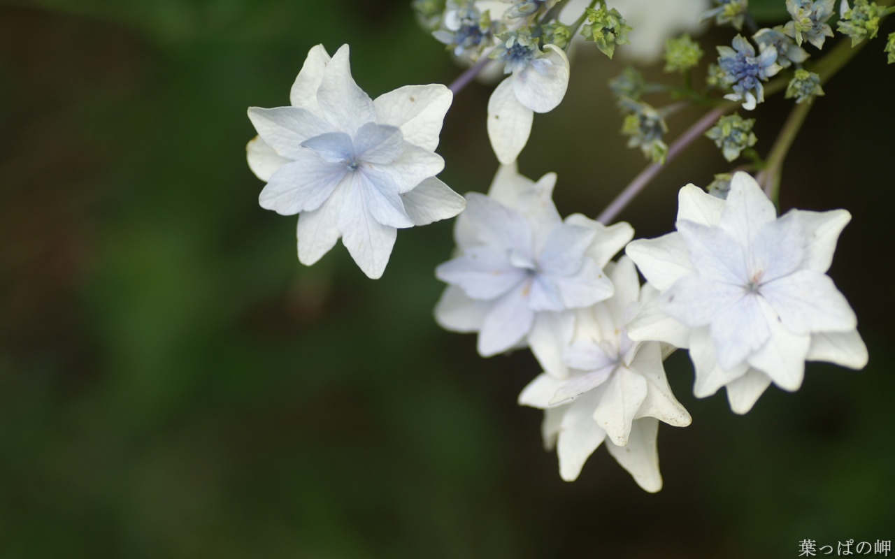 .. The flowers of happiness you can touch ..(o^.^o) 