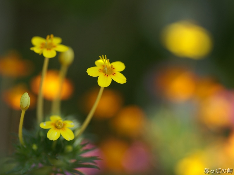 .. The flowers of happiness you can touch ..(o^.^o) 