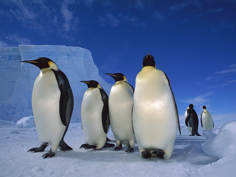 ••penguin••°•.°(o^.^o) 