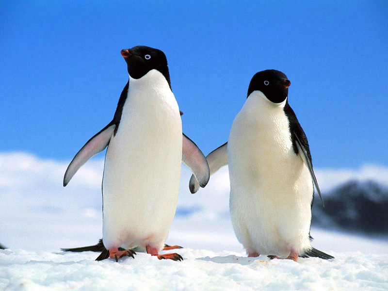 ••penguin••°•.°(o^.^o) 