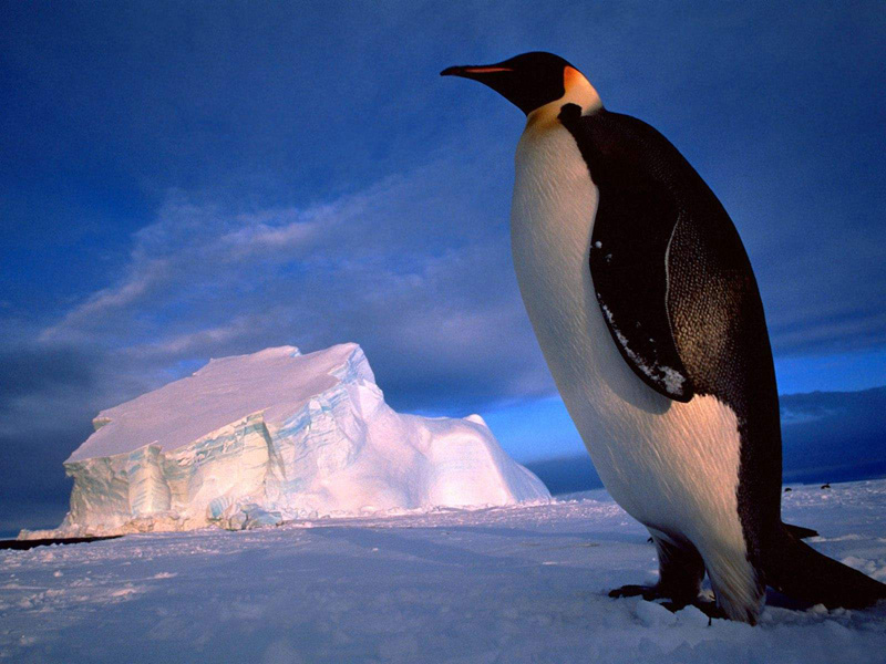 ••penguin••°•.°(o^.^o) 