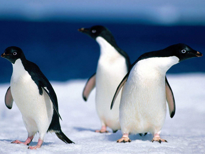 ••penguin••°•.°(o^.^o) 