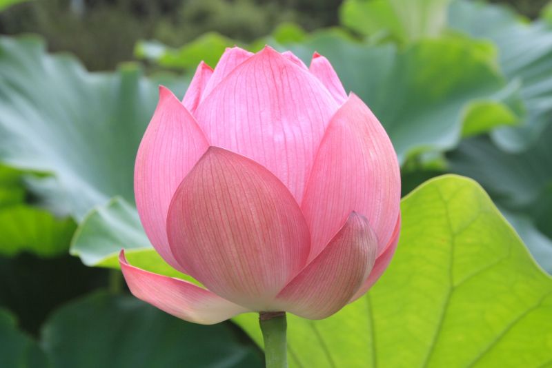 Pink Water Lily