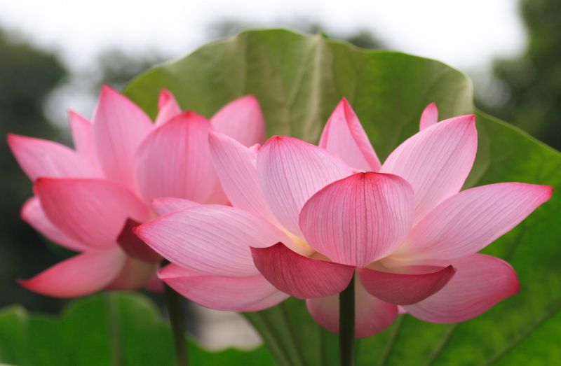 Pink Water Lily