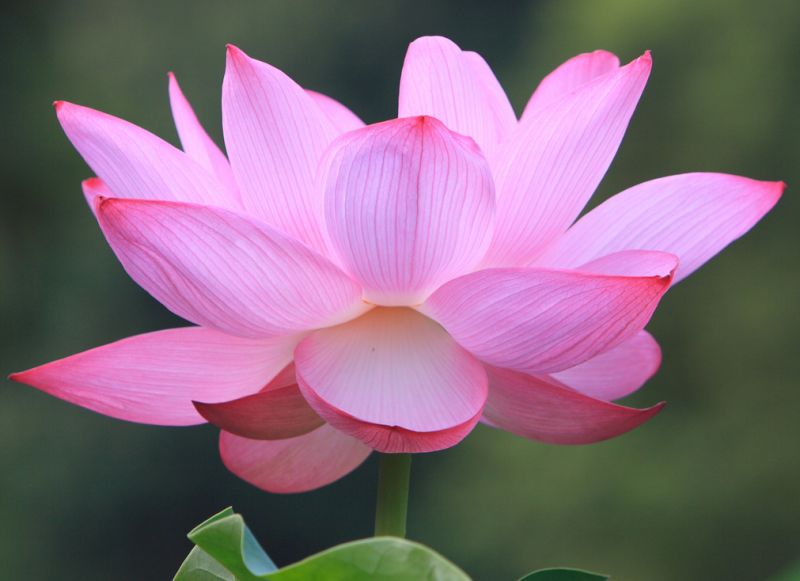 Pink Water Lily