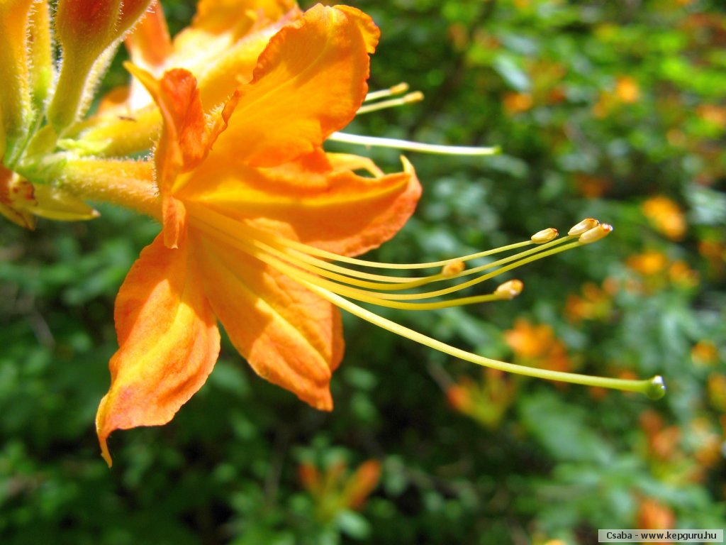 กุหลาบพันปี (Rhododendron) •°•.° ღღღ 