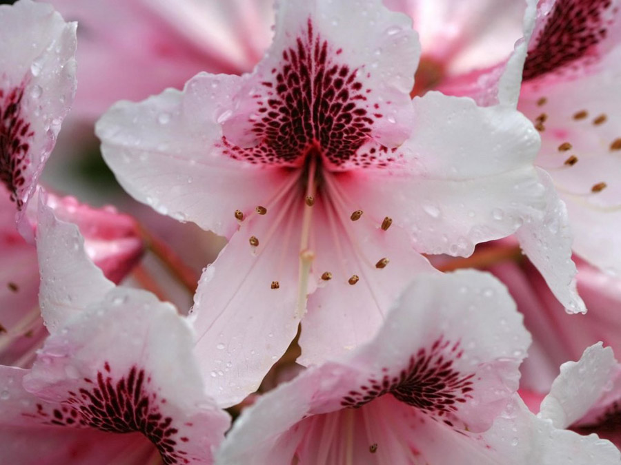 กุหลาบพันปี (Rhododendron) •°•.° ღღღ 