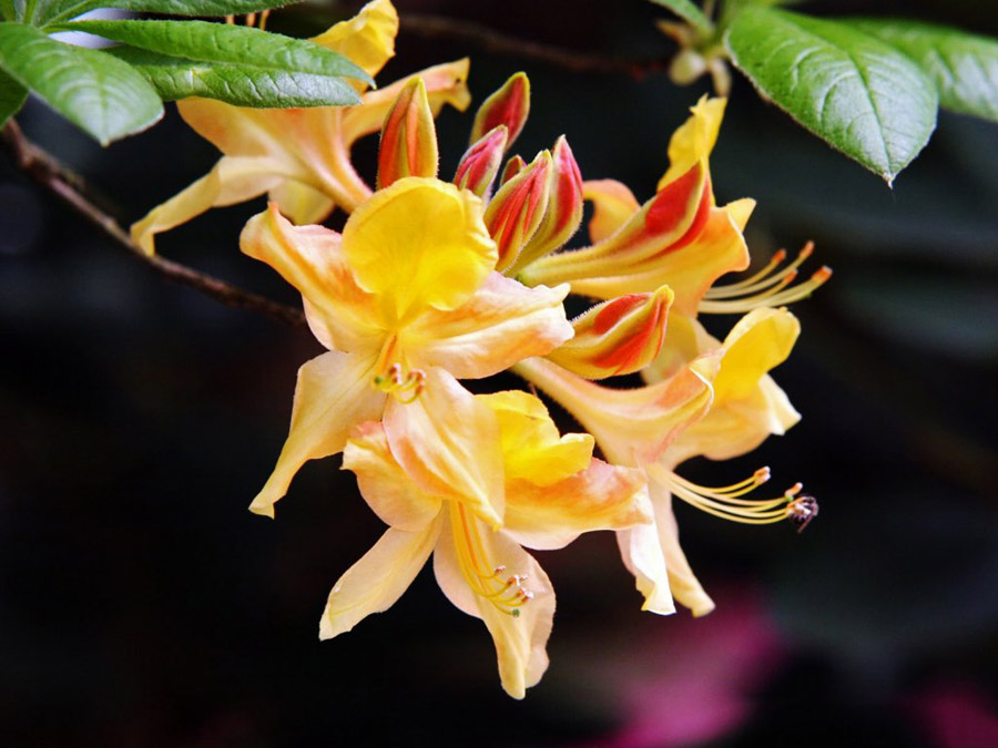 กุหลาบพันปี (Rhododendron) •°•.° ღღღ 