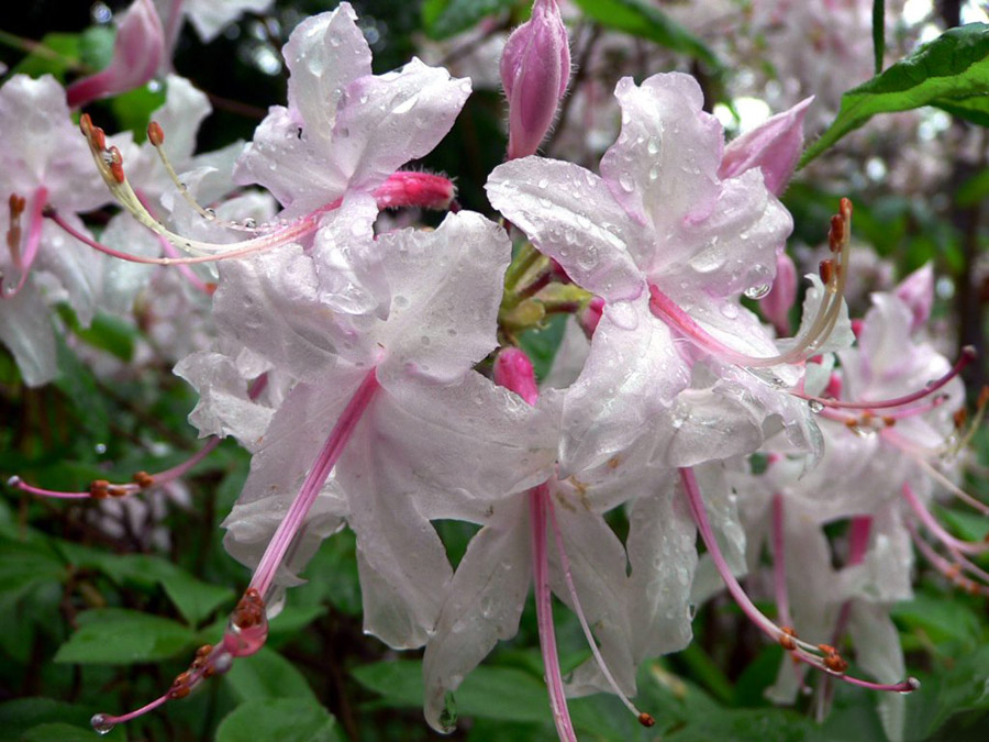 กุหลาบพันปี (Rhododendron) •°•.° ღღღ 