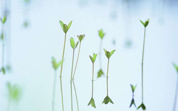  Fresh Green Leaves.•°•.° (o^.^o) 3