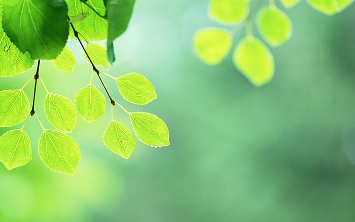  Fresh Green Leaves.•°•.° (o^.^o) 3