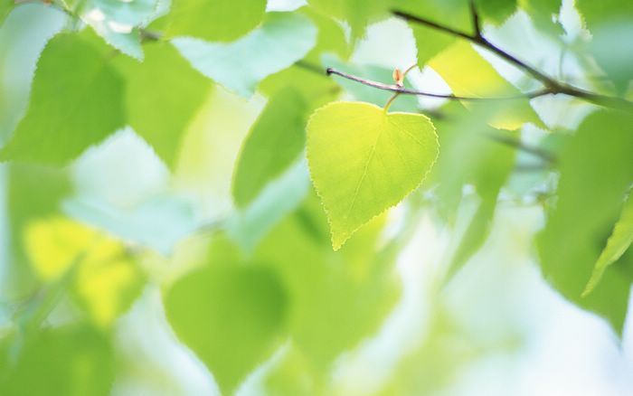  Fresh Green Leaves.•°•.° (o^.^o) 3