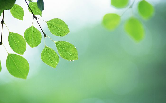  Fresh Green Leaves.•°•.° (o^.^o) 3