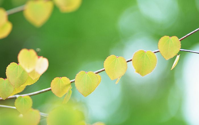  Fresh Green Leaves.•°•.° (o^.^o) 3