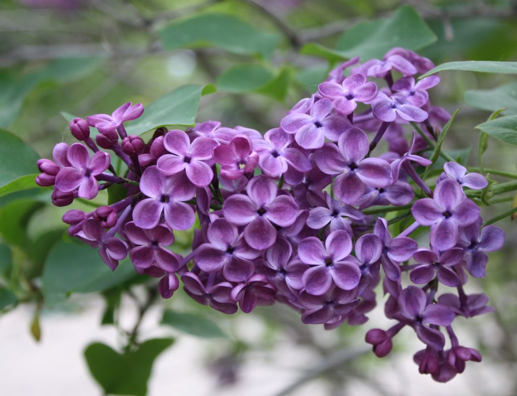 ดอกไลแลคสีม่วง จากสวนแบบญี่ปุ่น (Lilac)