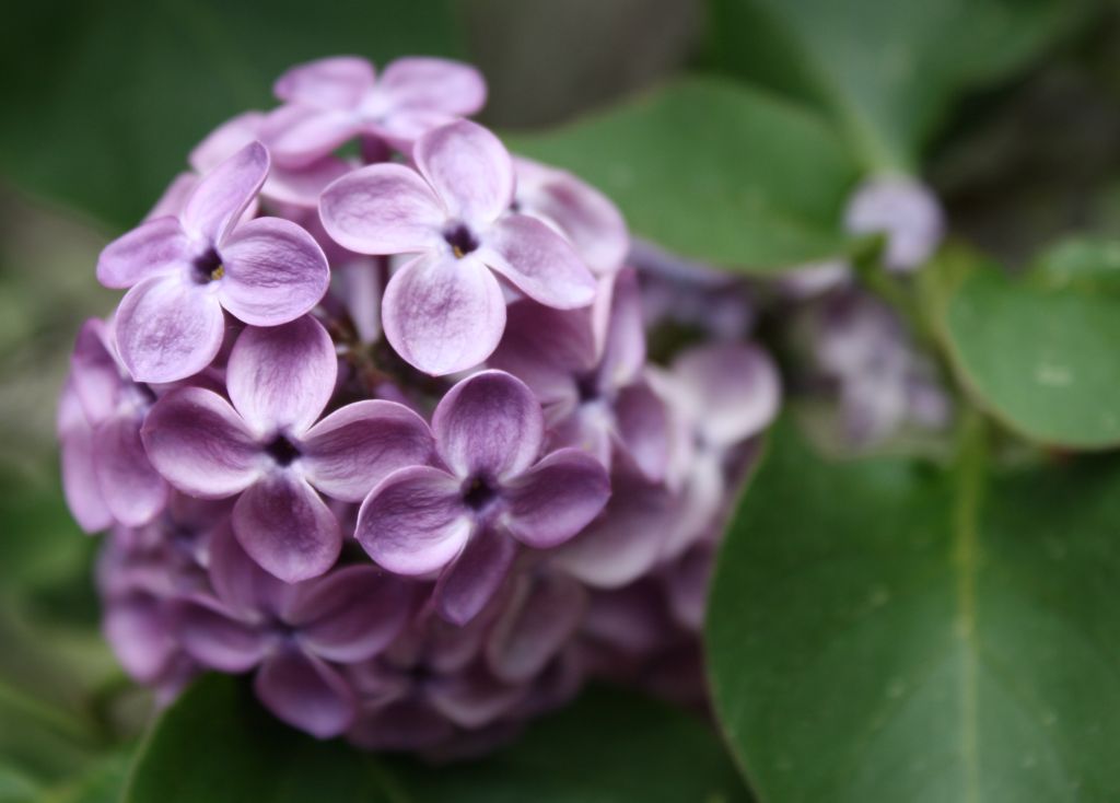 ดอกไลแลคสีม่วง จากสวนแบบญี่ปุ่น (Lilac)