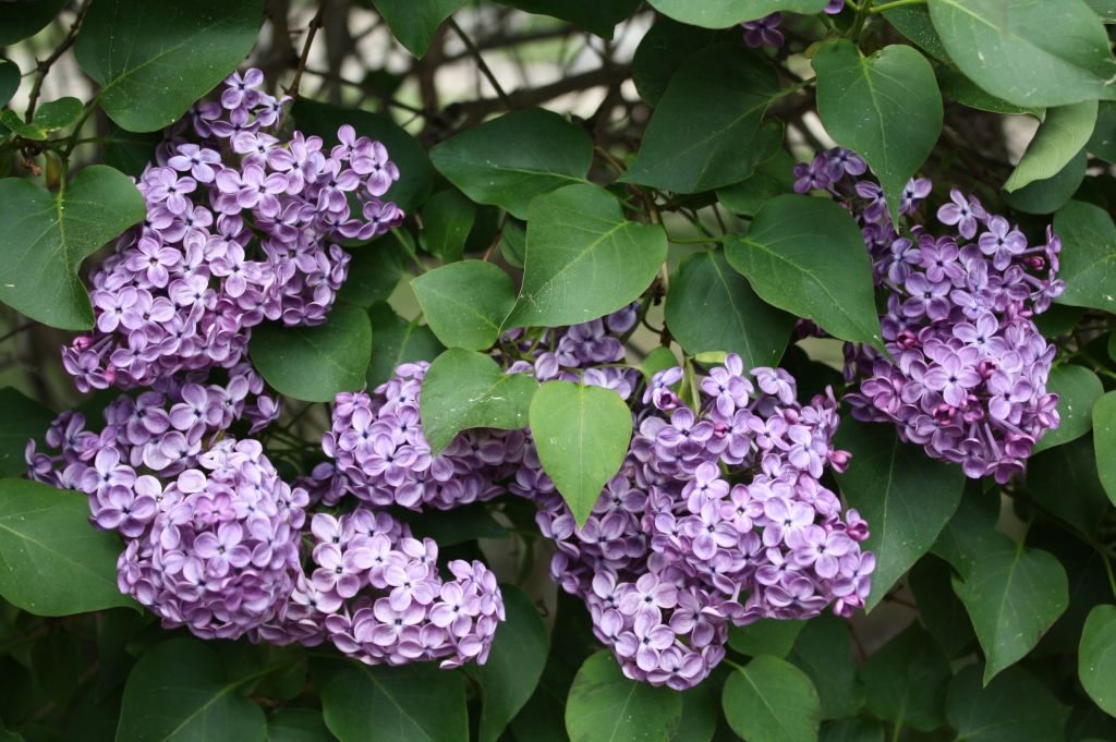 ดอกไลแลคสีม่วง จากสวนแบบญี่ปุ่น (Lilac)