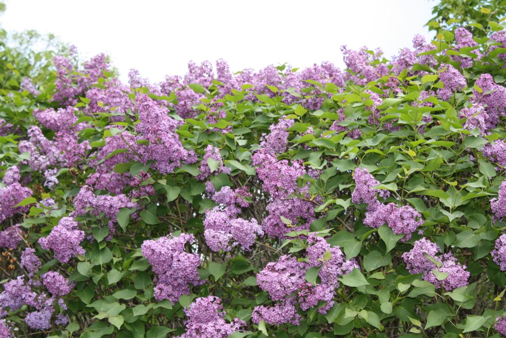 ดอกไลแลคสีม่วง จากสวนแบบญี่ปุ่น (Lilac)